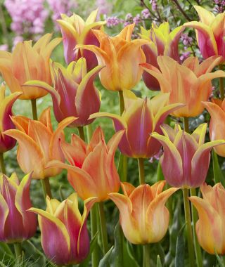 The Love Song Tulip Blend