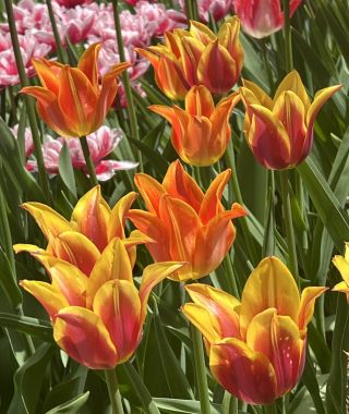 The Love Song Tulip Blend