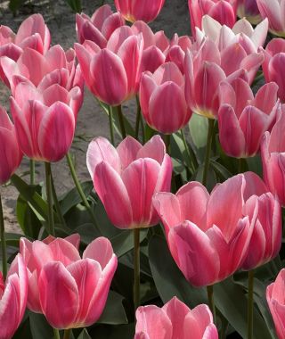Tulip Mandy's Choice