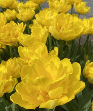 Double Early Tulip Marie Jo