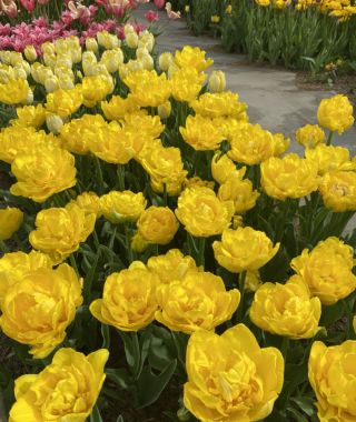 Double Early Tulip Marie Jo
