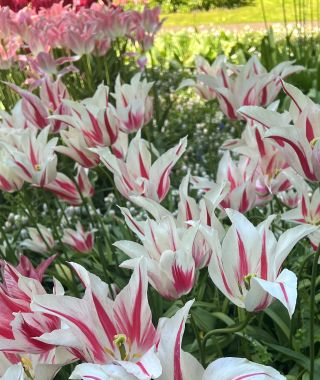 Tulip Marilyn