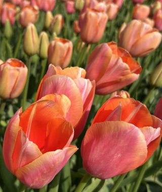 Tulip Menton