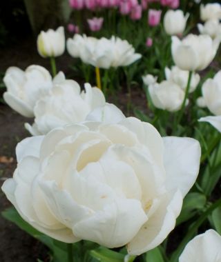 Peony Flowering Tulip Mount Tacoma