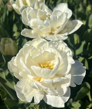 Peony Flowering Tulip Mount Tacoma