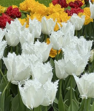 Fringed Tulip Noordeinde