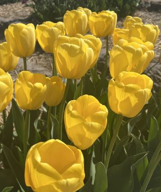 Tulip Novi Sun