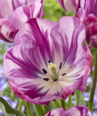 Tulip Ohio