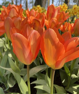 Tulip Orange Emperor