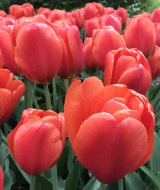 Tulip Orange Juice