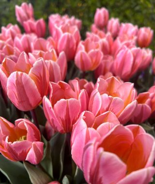 Tulip Pretty Princess