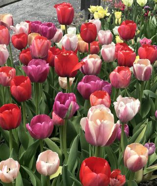The Tulip Pride Mixture