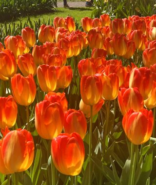 Tulip Prince Armin