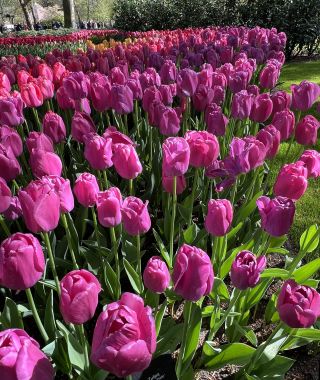 Tulip Purple Pride