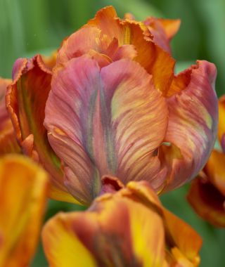 Tulip Rasta Parrot