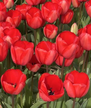 Tulip Red Impression