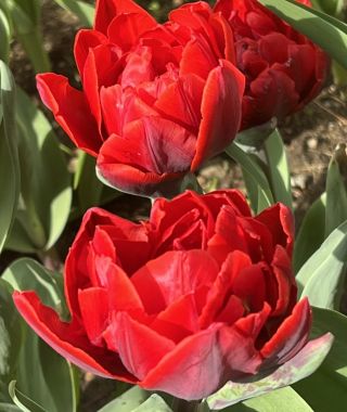 Tulip Red Princess