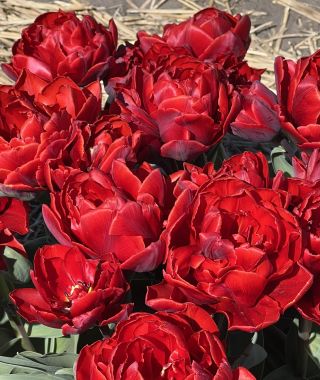 Tulip Red Princess