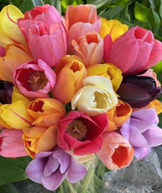 The Single Late Majestic Tulip Mixture
