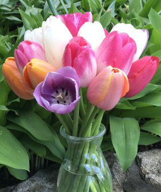 The Single Late Pastel Tulip Mixture