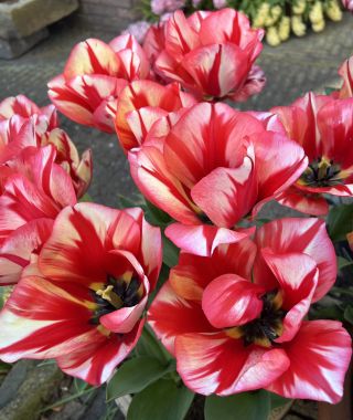 Tulip Spryng Break
