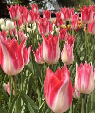 Lily Flowering Tulip Strawberry Romanoff