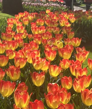 Tulip Suncatcher