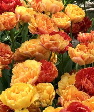 Peony Flowering Tulip Sunlover