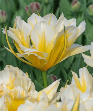 Tulip Sweet Valley