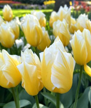 Tulip Sweetheart