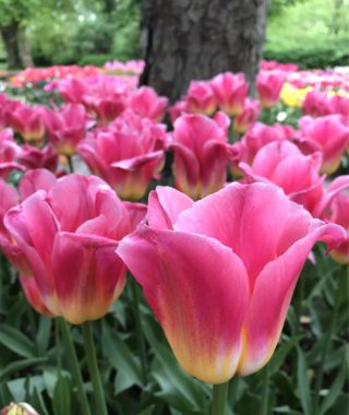 Tulip Tom Pouce