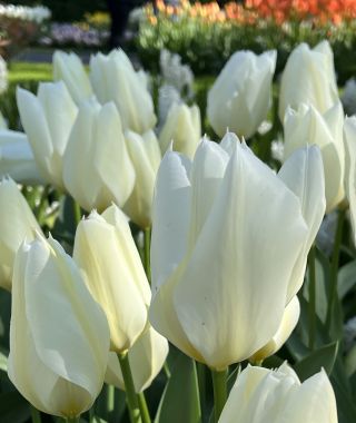 Tulip White Emperor