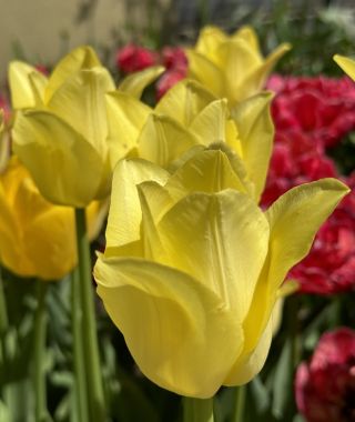 Tulip World Friendship