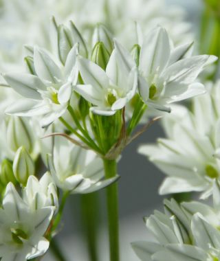Triteleia hyacinthina