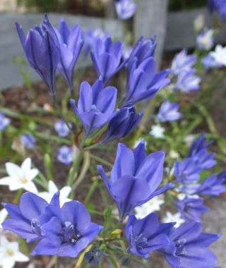 Triteleia Queen Fabiola