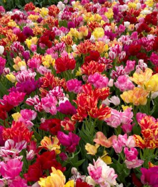 The Tulip Club Mixture 