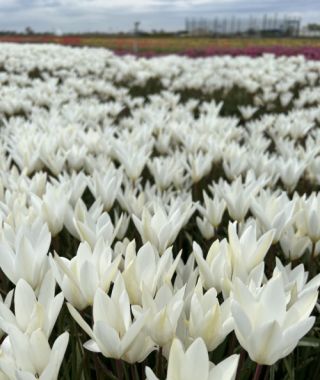 Tulipa clusiana Sylvia 