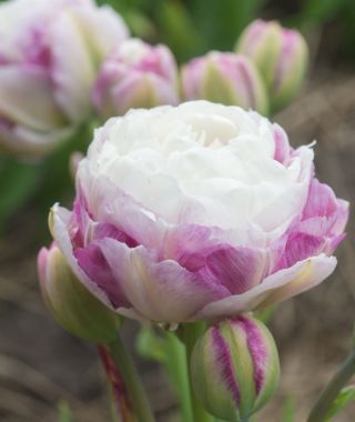 Peony Flowering Tulip Double Surprise