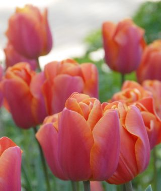 Triumph Tulip Jimmy