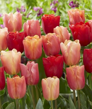 the-triumph-tulip-jimmy-mixture