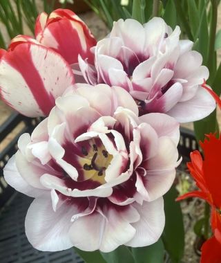 Tulip La Delicatesse