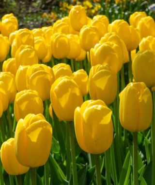 Giant Darwin Hybrid Tulip Novi Sun