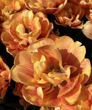 Peony Flowering Tulip Oak Heart 