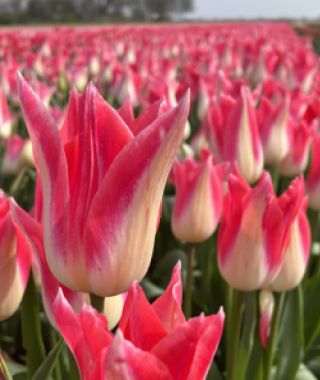 Lily Flowering Tulip Strawberry Romanoff