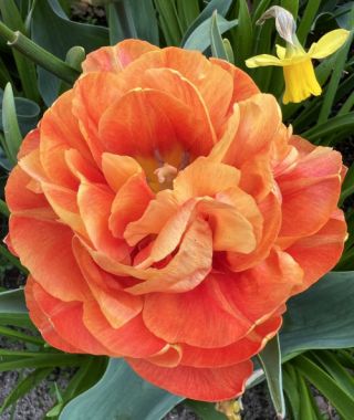 Peony Flowering Tulip Valdivia