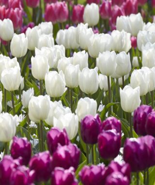 Single Early Tulip White Prince