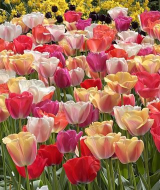 The Tulip Pride Mixture