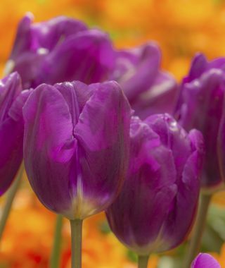 Tulip Purple Cloud