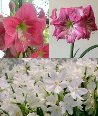 The Pink & White Christmas Special