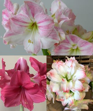 The Idyllic Winter Wonderland